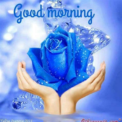 Good Morning Images With Blue Rose Flowers Morning Walls