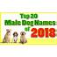 Top 20 Popular Male Dog Names With Meanings  Boy By Best