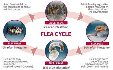How To Get Rid Of Fleas In Dogs Pawspace