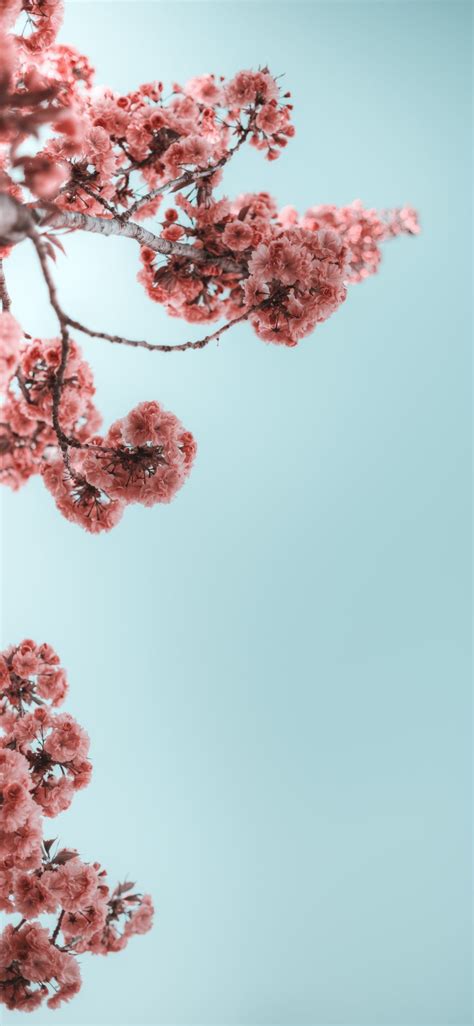 The Best 30 Spring Screensavers Iphone