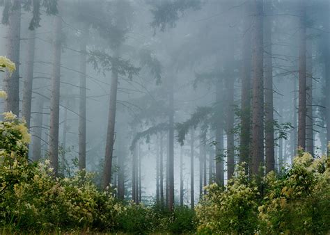 Picture Fog Nature Forests Trees