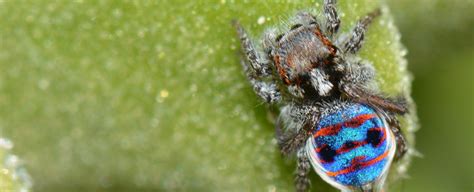 peacock spiders colourful butts have a mesmerising secret patches of super black science
