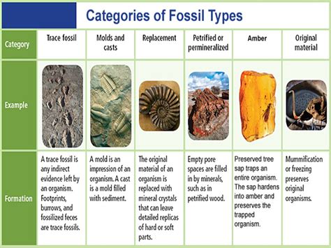 Science Evolution Types Of Fossil St Agnes Ce Primary School
