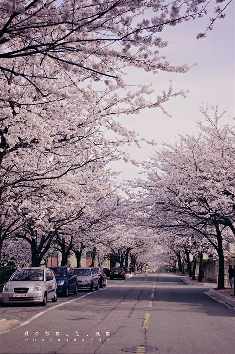 Cherry Blossoms In Korea Dream Destinations Street View Country Roads