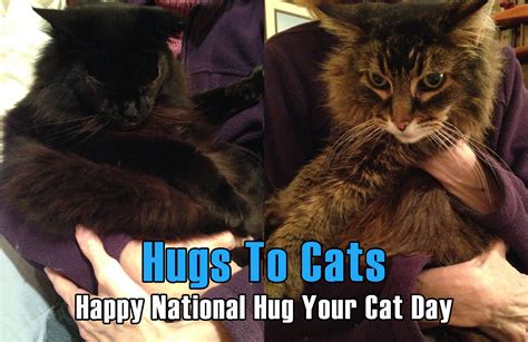 Happy National Hug Your Cat Day Nationalhugyourcatday Hugyourcatday