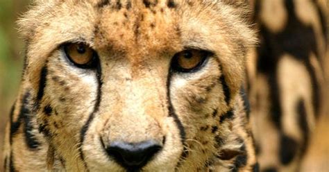 The Rare King Cheetah Has Dark Markings On Their Backs Its A Rare
