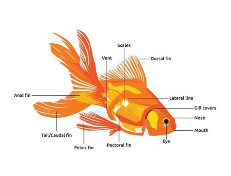 Goldfish Anatomy Body Eyes Gills And More Diagram Included Hepper