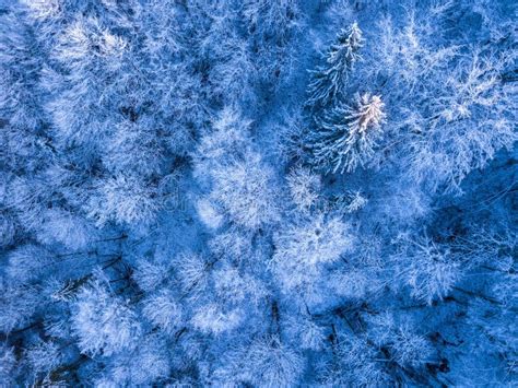 Hoarfrost And Snow In The Spruce Forest Aerial View Stock Image