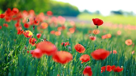 Update More Than 69 Wallpaper With Poppies Best Incdgdbentre