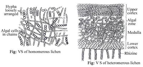 Lichen Introduction Composition Morphological Types Thallus