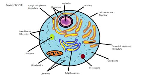 Eukaryotic Cell Without Labels Clipart Best