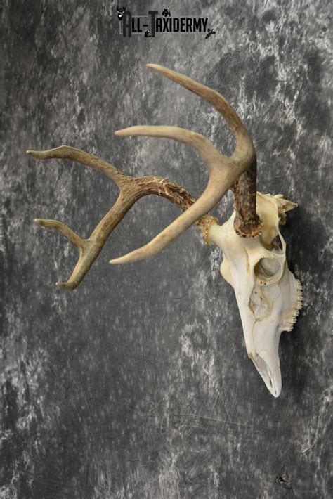 Whitetail Deer European Taxidermy Mount For Sale Sku 1035 All Taxidermy