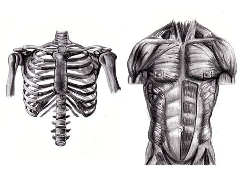 Enjoy a selection of illustrations, sketches, model sheets and tutorials by various artists, collected and shown here for educational and inspirational. Torso Anatomy Study by RandyS01 on DeviantArt