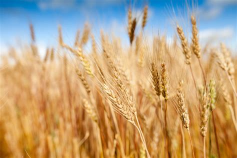 Usda Second Quarter Flour Milling Report All Wheat Ground For