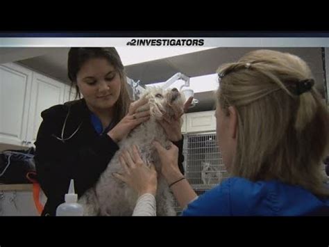 How much pet insurance should cost. NBC2 Investigators: Is pet insurance worth the cost - YouTube