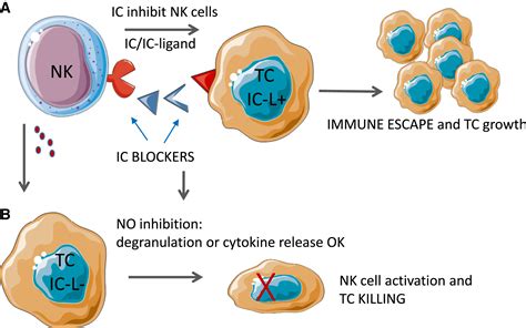 Natural Killer Cells And Immune Checkpoint Inhibitor Therapy Current