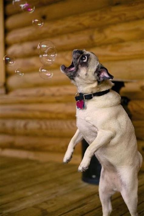 54 Best Dogs Love Bubbles Images On Pinterest Bubbles