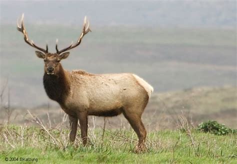 Tule Elk Los Padres Forestwatch