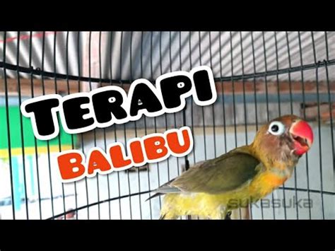 Rangsangan Lovebird Balibu Dan Paud Agar Cepat Ngekek YouTube