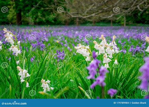 Bluebells Field Blue Spring Flowers Stock Photo Image Of Background