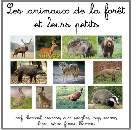 Plus de animaux de la forêt. Images classifiées et nomenclatures pour travailler sur ...