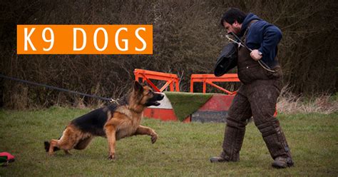 What Is A K9 Dog K9 Dog Breeds Training And Duties Mec