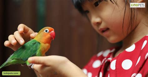 The Pros And Cons Of Owning A Pet Bird Kobi Pets