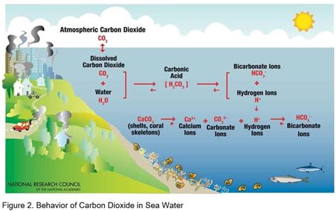 Ocean Acidification Socan Confronting Climate Change