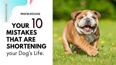 10 Common Mistakes That Shorten Your Dogs Life Monkoodog