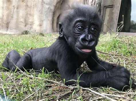Human Caregivers Step In To Help Baby Gorilla Born To Deaf Mother At