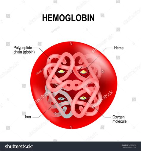 Red Blood Cells Structure