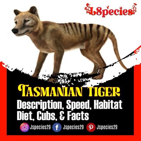 Tasmanian Tiger Description Diet Speed Habitat Cubs And Facts