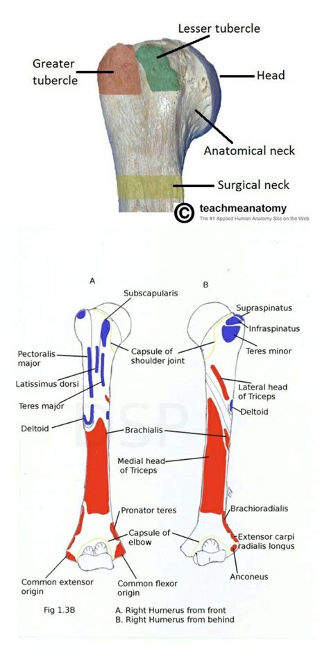 Subscapularis Is Attached To Lesser Tubercle Note Common Extensor