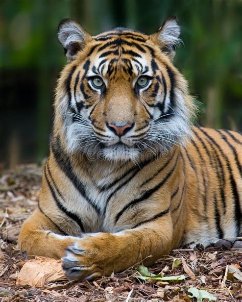 Elegant Portrait Of A Majestic Sumatran Tiger