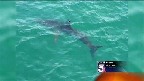 California Surfer Injured In Shark Attack Beaches Closed