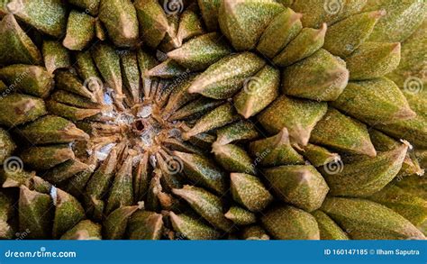 Abstract Pattern Durian Thorn Texture Background Stock Image Image Of