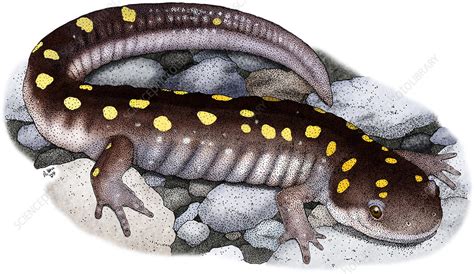 Spotted Salamander Illustration Stock Image C Science