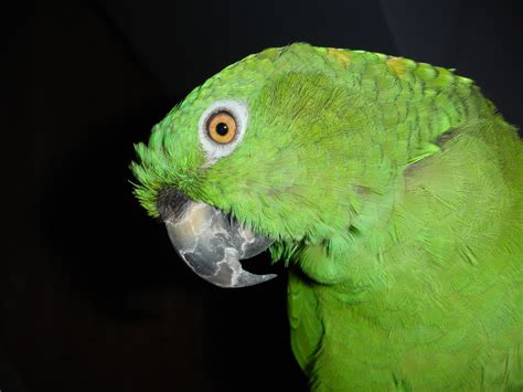 Free Images Bird Wing View Animal Green Beak Fauna Macaw