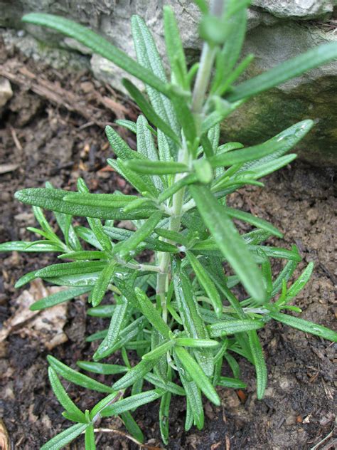 Image Of Rosemary Growing In The Herb Garden Rosemary Growing Rosemary