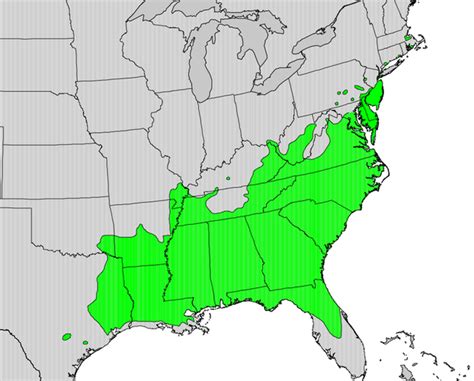 Tepals range from six to many. The American Holly Tree - Range, Growing Requirements, and ...