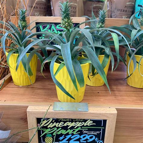 Trader Joe S Is Selling An Adorable Pineapple Plant For 13