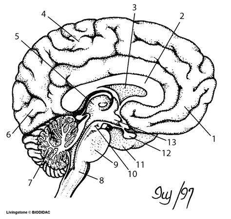 Brain Diagram Printable Jnjinstitute Com Bockimg09