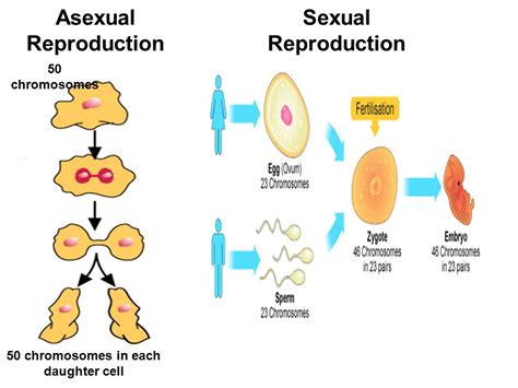 sexual and asexual reproduction new gcse aqa by nquilliam teaching riset