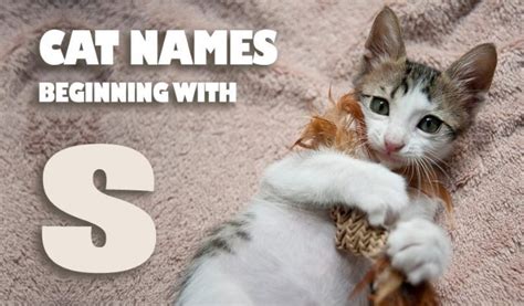 50 Male Cat Names That Start With S Ideas And Inspiration