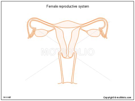 Health education about reproductive anatomy includes instructing women to avoid contamination of the urethra by wiping from front to back following. Female Reproductive System Drawing at GetDrawings | Free ...
