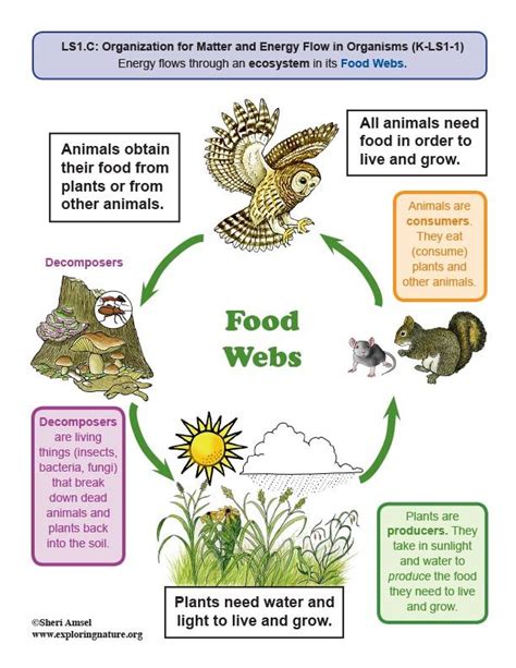 The Food Web Diagram Is Shown With Animals And Plants In It Including