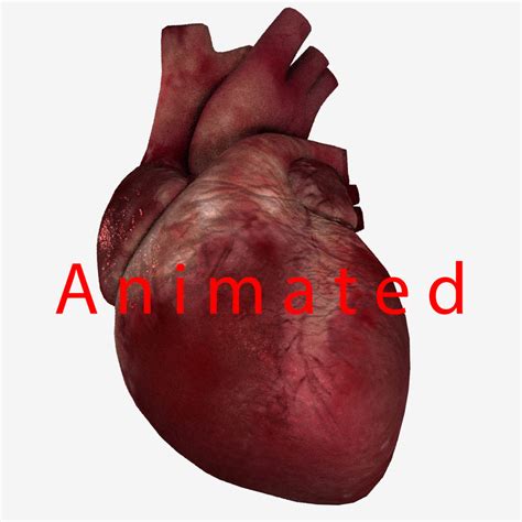 3d Model Human Heart Animation Rig Turbosquid 1434134