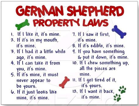 Australian Shepherd Beagle Property Laws Too It Seems Like Lol Party Rock German Shepherd