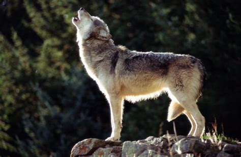 Republicans Introduce Bill Setting Specific Wolf Population Number