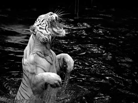 Baixar papel de parede para celular gratuitamente. Tigre 4k Ultra Papel de Parede HD | Plano de Fundo ...